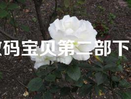 数码宝贝第二部下载