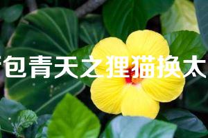 新包青天之狸猫换太子