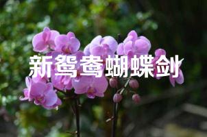 新鸳鸯蝴蝶剑