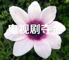 电视剧夺金