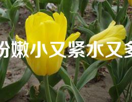 粉嫩小又紧水又多