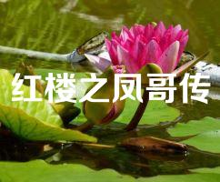 红楼之凤哥传