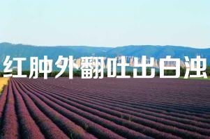 红肿外翻吐出白浊
