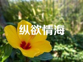 纵欲情海