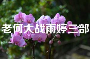 老何大战雨婷三部