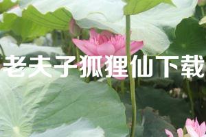 老夫子狐狸仙下载