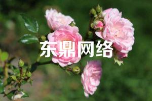 东鼎网络