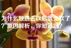 为什么放进去以后就变软了？原因解析，你知道吗？
