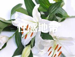 性感地带