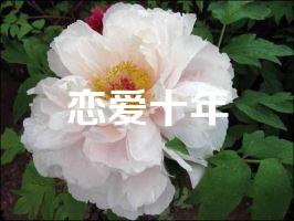 恋爱十年