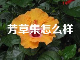 芳草集怎么样