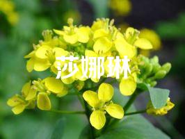 莎娜琳