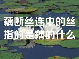 藕断丝连中的丝指的是藕的什么
