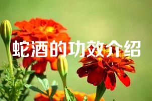 蛇酒的功效介绍