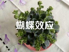 蝴蝶效应