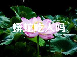 蟒蛇吃人吗