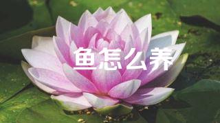 鲃鱼怎么养