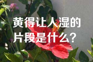 黄得让人湿的片段是什么？