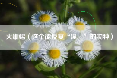 火蜥蜴（这个能反复“涅槃”的物种）