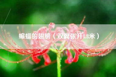 蝙蝠的翅膀（双翼张开1.8米）