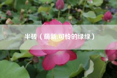 半砖（萌新:可怜的绿绿）