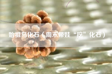 始祖鸟化石（周末带娃“挖”化石）