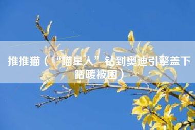 推推猫（“喵星人”钻到奥迪引擎盖下蹭暖被困）