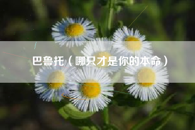 巴鲁托（哪只才是你的本命）