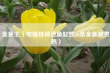 金鱼王（电插排掉进鱼缸致26条金鱼被煮熟）