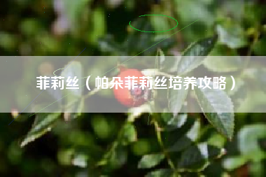 菲莉丝（帕朵菲莉丝培养攻略）