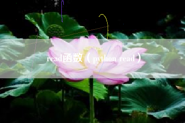 read函数（python read）