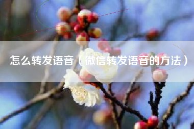 怎么转发语音（微信转发语音的方法）