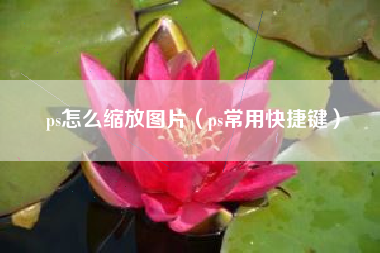 ps怎么缩放图片（ps常用快捷键）