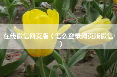 在线微信网页版（怎么登录网页版微信?）
