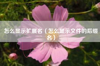 怎么显示扩展名（怎么显示文件的后缀名）