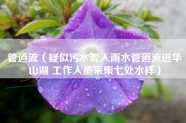 管道流（疑似污水混入雨水管道流进华山湖 工作人员采集七处水样）