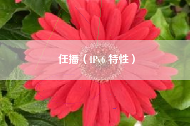 任播（IPv6 特性）