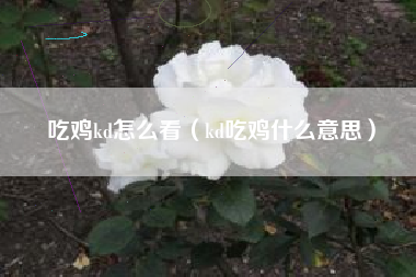 吃鸡kd怎么看（kd吃鸡什么意思）