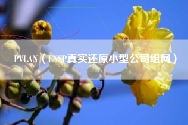 PVLAN（ENSP真实还原小型公司组网）