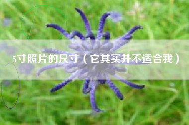 5寸照片的尺寸（它其实并不适合我）