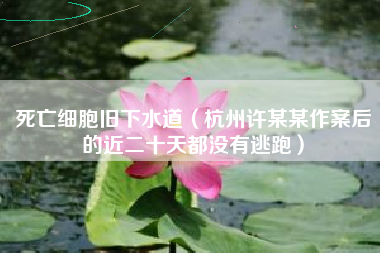 死亡细胞旧下水道（杭州许某某作案后的近二十天都没有逃跑）