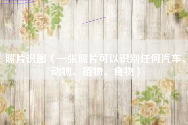 照片识图（一张照片可以识别任何汽车、动物、植物、食物）