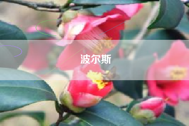 波尔斯