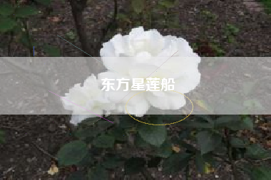 东方星莲船