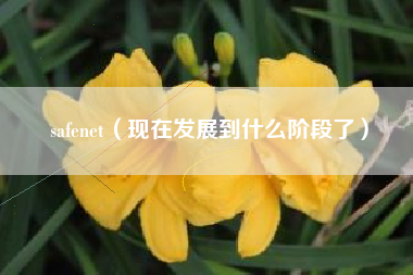 safenet（现在发展到什么阶段了）