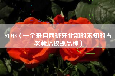 STMS（一个来自西班牙北部的未知的古老栽培玫瑰品种）