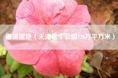 潜流湿地（天津这个公园120万平方米）