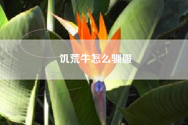 饥荒牛怎么驯服