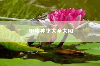 甲虫种类大全大图