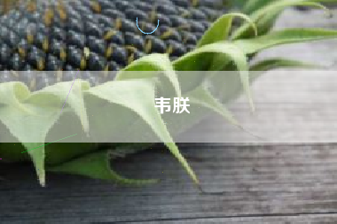 韦朕